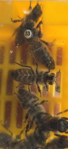 Matka pszczela rasy Krainka (Carnika) linia Ka-Prim